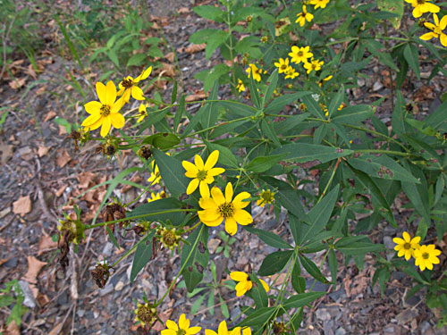 flowers and leaves